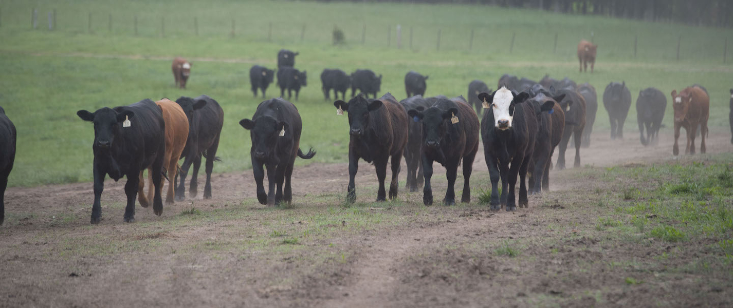 Humane Cattle Handling & Slaughtering Brown Meat Packing